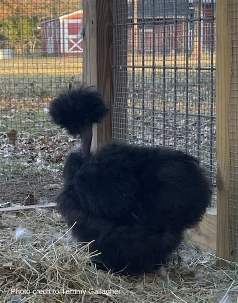 showgirl silkie chickens|The Fascinating World of Showgirl Chickens Know。